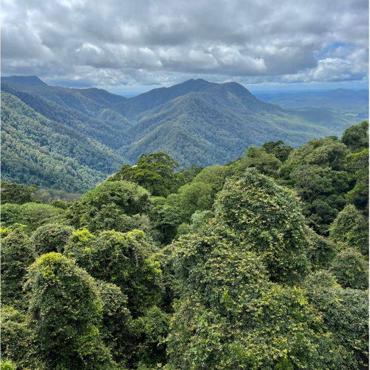 Dorrigo National Park & Deer Vale