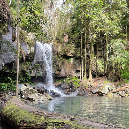 Tambourine Mountain - Curtis Falls Track