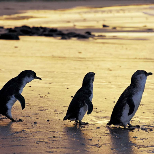 Granite Island Penguin Walk