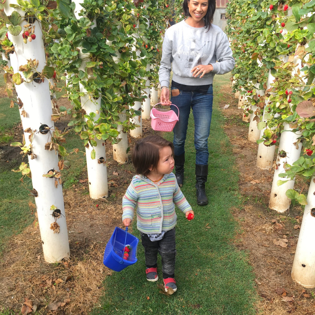 Little boy holding a bucket with his mum following behind picking strawberries