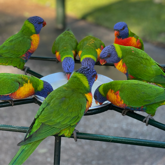Eight lorikeets together eating seeds